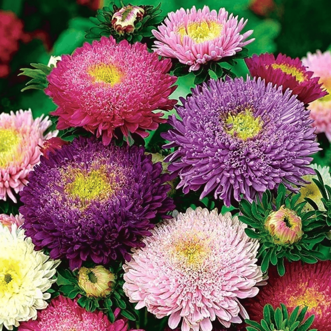     			PARTHVA SEEDS Aster Multicolored Flower ( 50 Seeds )
