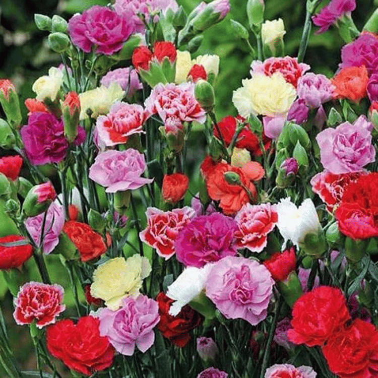     			PARTHVA SEEDS Carnation Flower ( 60 Seeds )