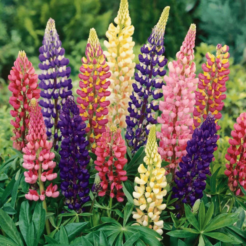     			PARTHVA SEEDS Lupin Flower ( 20 Seeds )