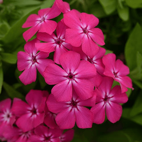     			Vedhahi Mixed Flower ( 30 Seeds )