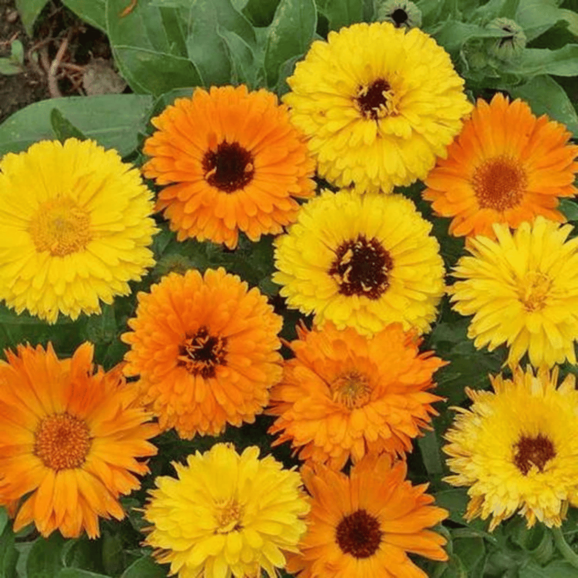     			PARTHVA SEEDS Calendula Flower ( 30 Seeds )