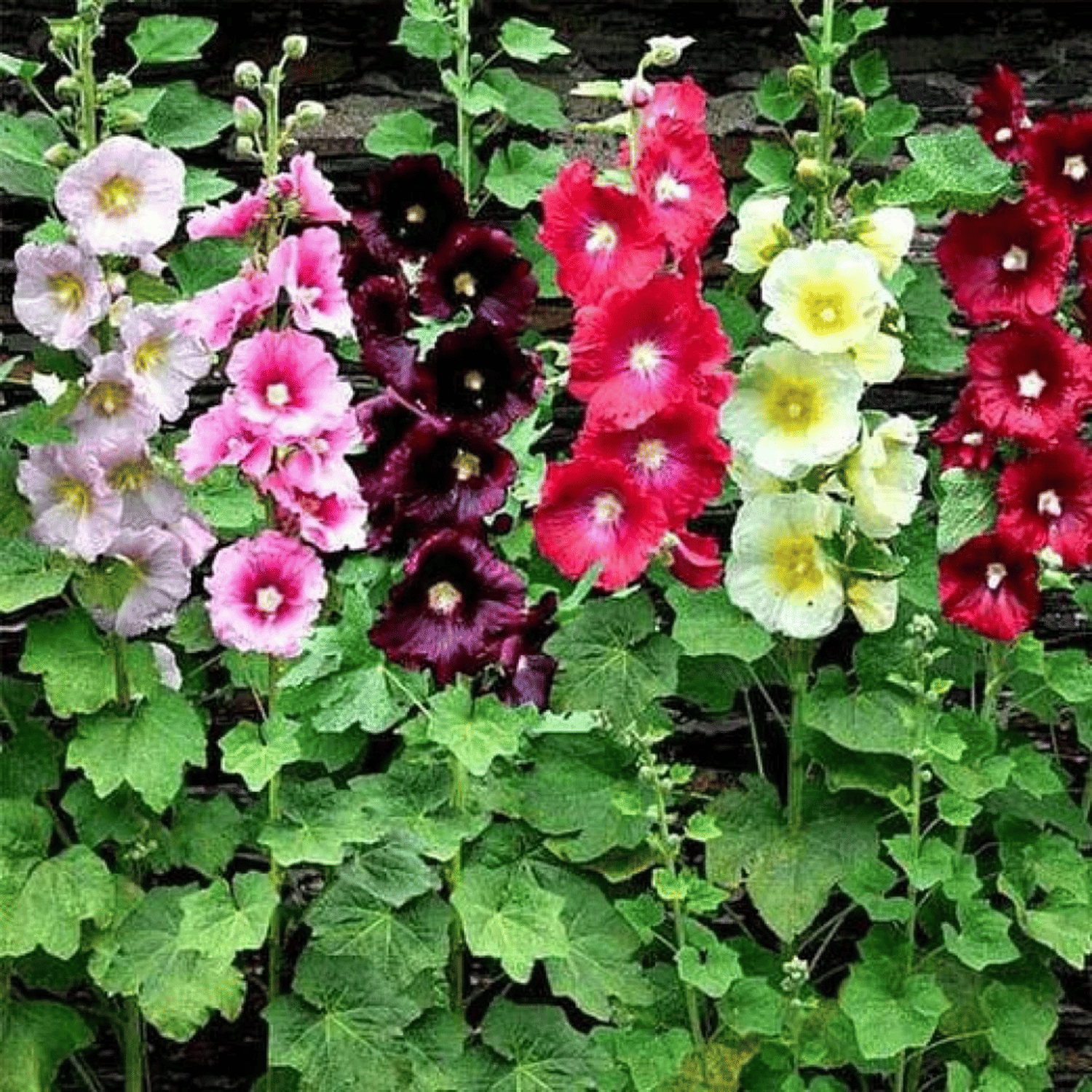     			PARTHVA SEEDS Hollyhock Flower ( 20 Seeds )