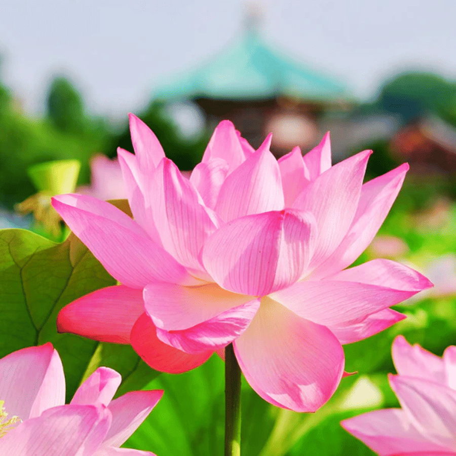 PARTHVA SEEDS Lotus Flower ( 20 Seeds ) PARTHVA SEEDS Lotus Flower ( 20 Seeds )