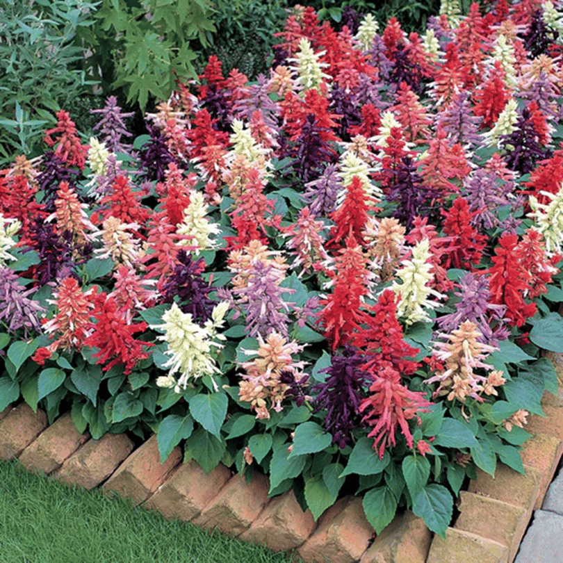     			PARTHVA SEEDS Salvia Flower ( 30 Seeds )