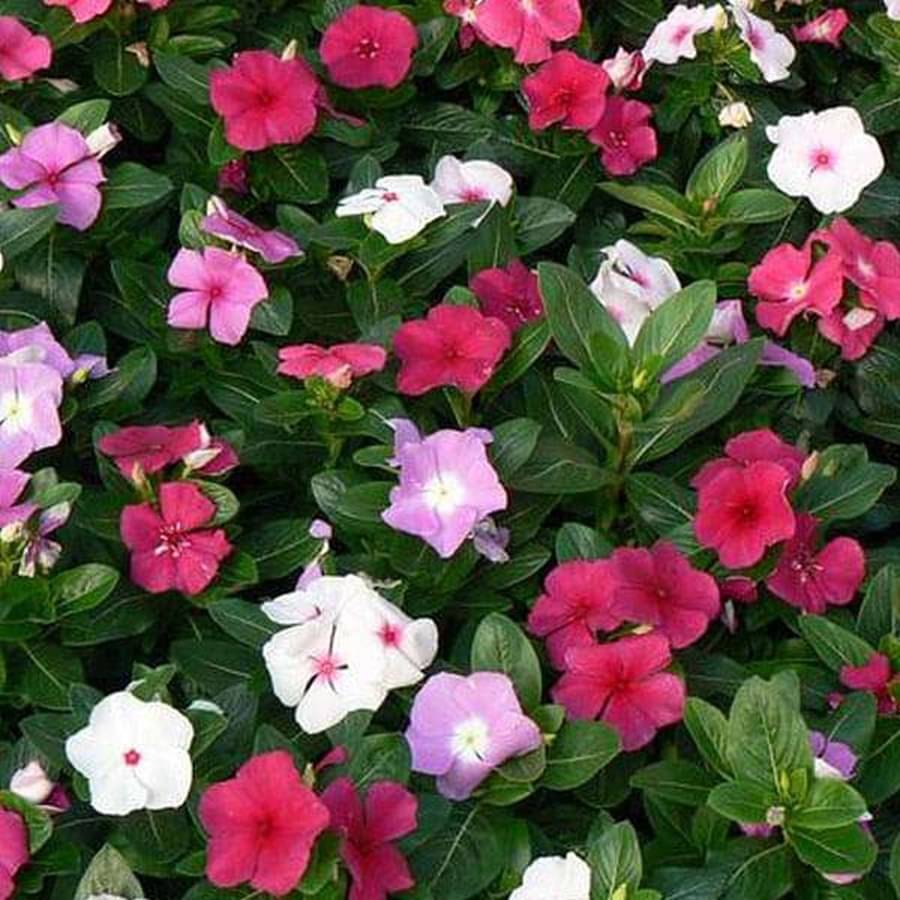     			PARTHVA SEEDS Vinca Flower ( 50 Seeds )