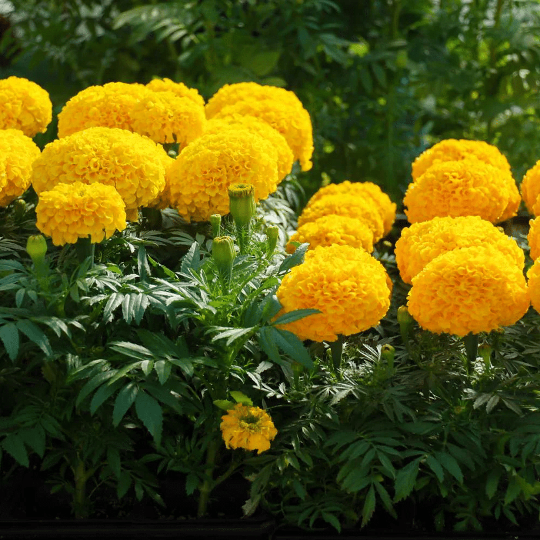 PARTHVA SEEDS African Marigold Flower ( 40 Seeds ) PARTHVA SEEDS African Marigold Flower ( 40 Seeds )