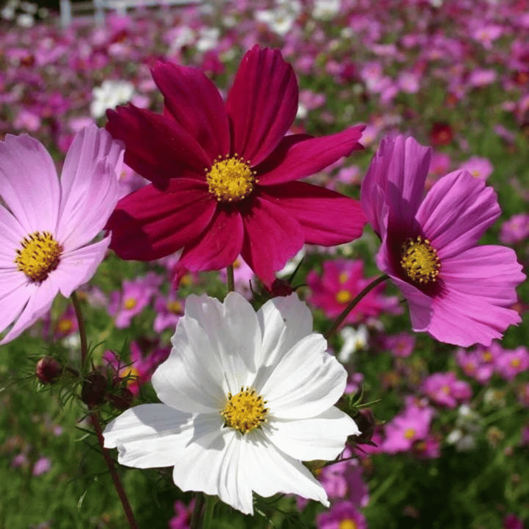     			PARTHVA SEEDS Cosmos Flower ( 30 Seeds )