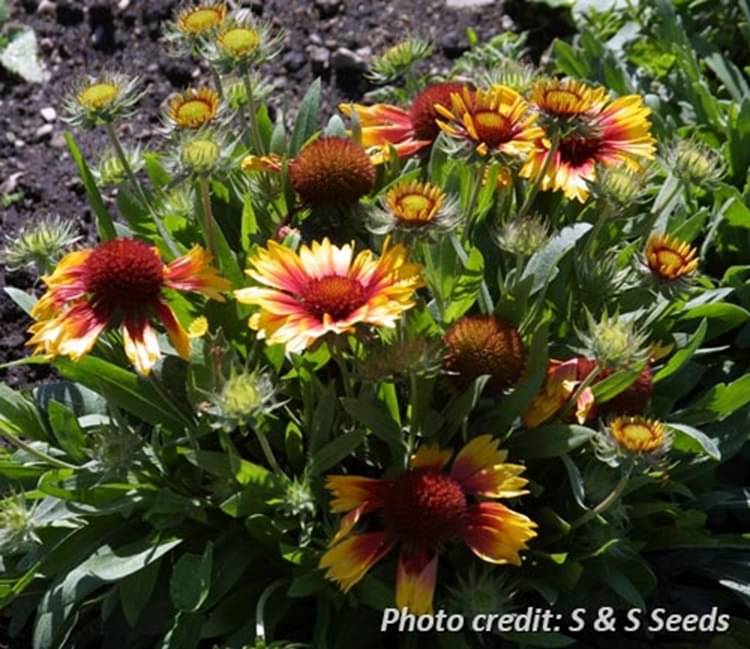     			PARTHVA SEEDS Gaillardia Flower ( 60 Seeds )