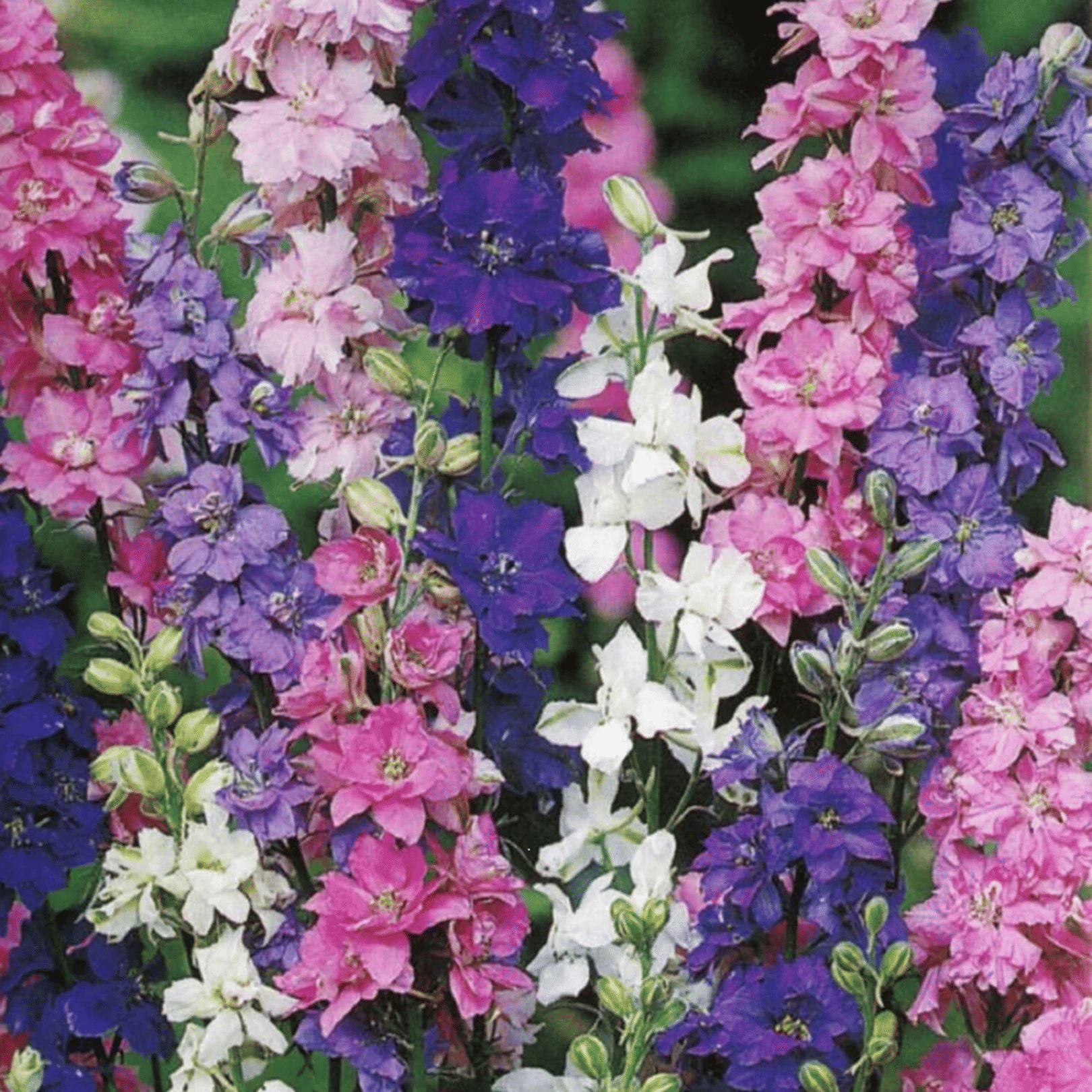     			PARTHVA SEEDS Larkspur Flower ( 40 Seeds )