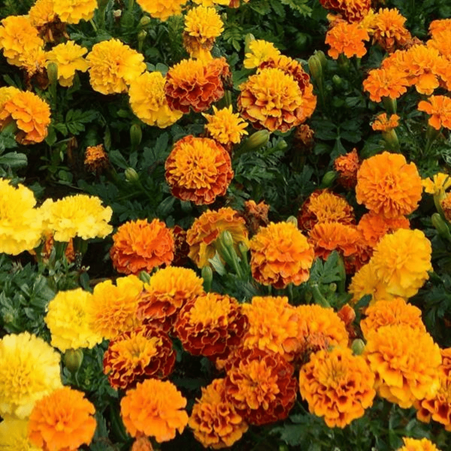     			PARTHVA SEEDS Marigold French Flower ( 40 Seeds )