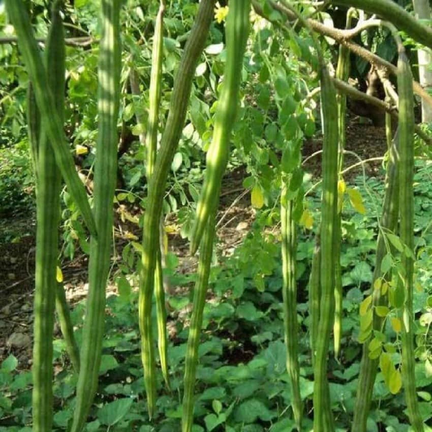 Jignisha Seeds Organic Drumstick Vegetable ( 20 Seeds )