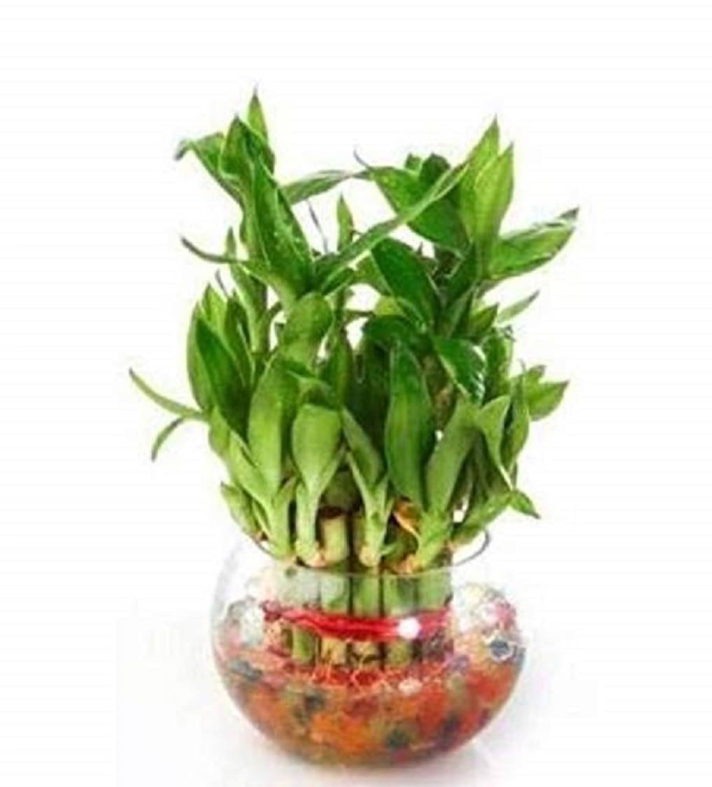 Green plant indoor Indoor Bamboo Plant ( Pack of 1 ) Green plant indoor Indoor Bamboo Plant ( Pack of 1 )