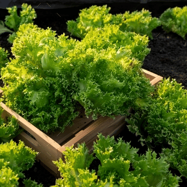     			Jignisha Seeds Hybrid Green Lettuce Vegetable ( 100 Seeds )