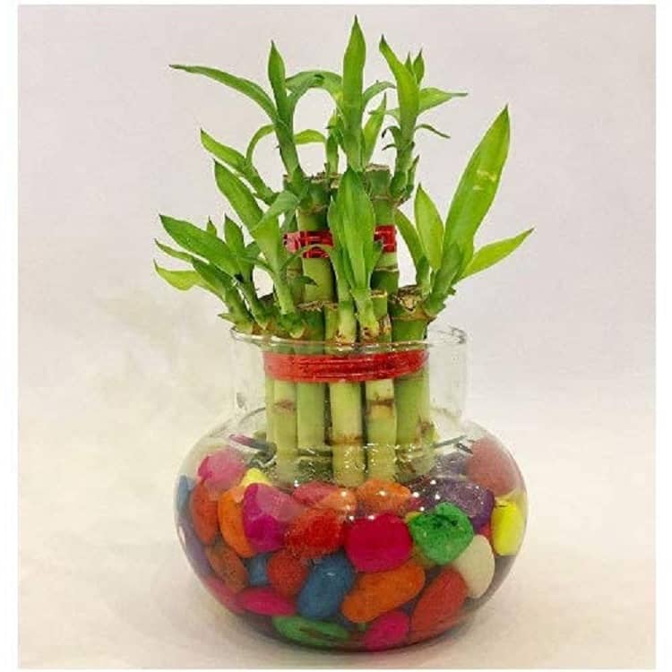 Green plant indoor Indoor Bamboo Plant ( Pack of 1 )