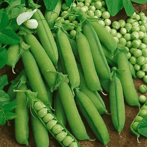 Jignisha Seeds Hybrid Green Pea Vegetable ( 30 Seeds ) Jignisha Seeds Hybrid Green Pea Vegetable ( 30 Seeds )