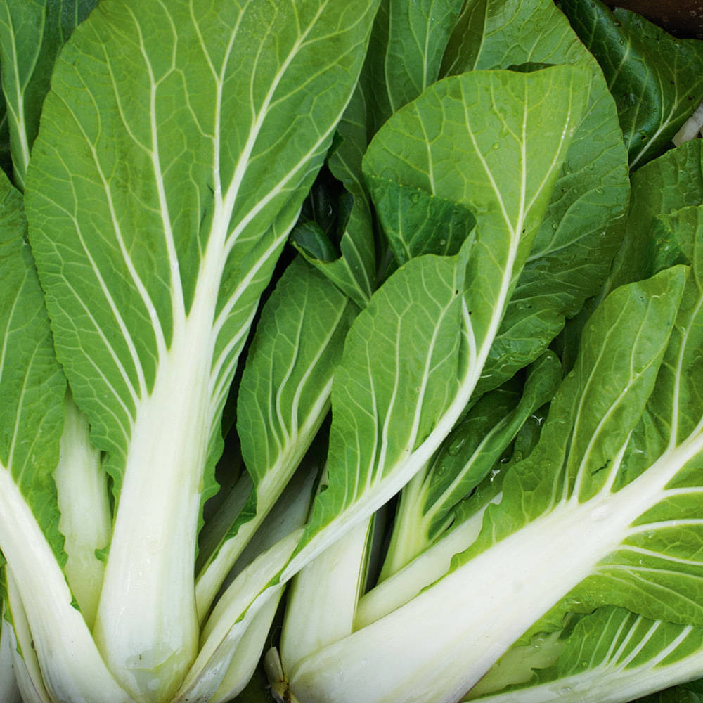 Jignisha Seeds Hybrid Pak Choi Vegetable ( 100 Seeds ) Jignisha Seeds Hybrid Pak Choi Vegetable ( 100 Seeds )