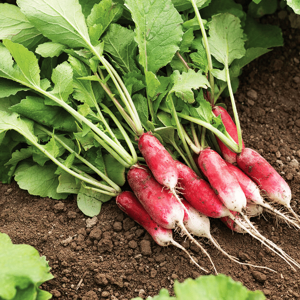 Jignisha Seeds Hybrid Red Radish Vegetable ( 50 Seeds ) Jignisha Seeds Hybrid Red Radish Vegetable ( 50 Seeds )