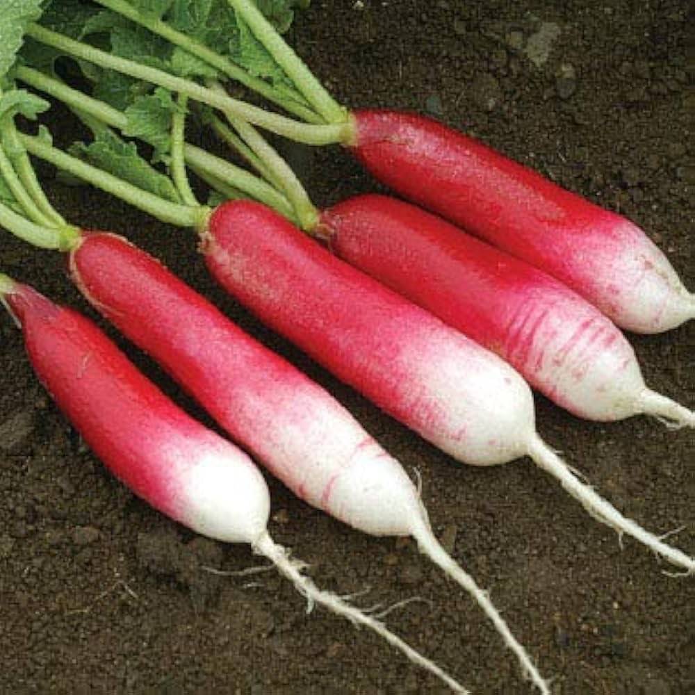 Jignisha Seeds Hybrid Red Radish Vegetable ( 50 Seeds ) Jignisha Seeds Hybrid Red Radish Vegetable ( 50 Seeds )