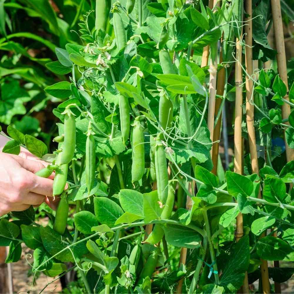 Green Peas (Hare Mattar Ke Beej) Vegetable Seeds Pack Of 30 | Organic | for Planting in Home Kitchen Terrace Balcony Gardening