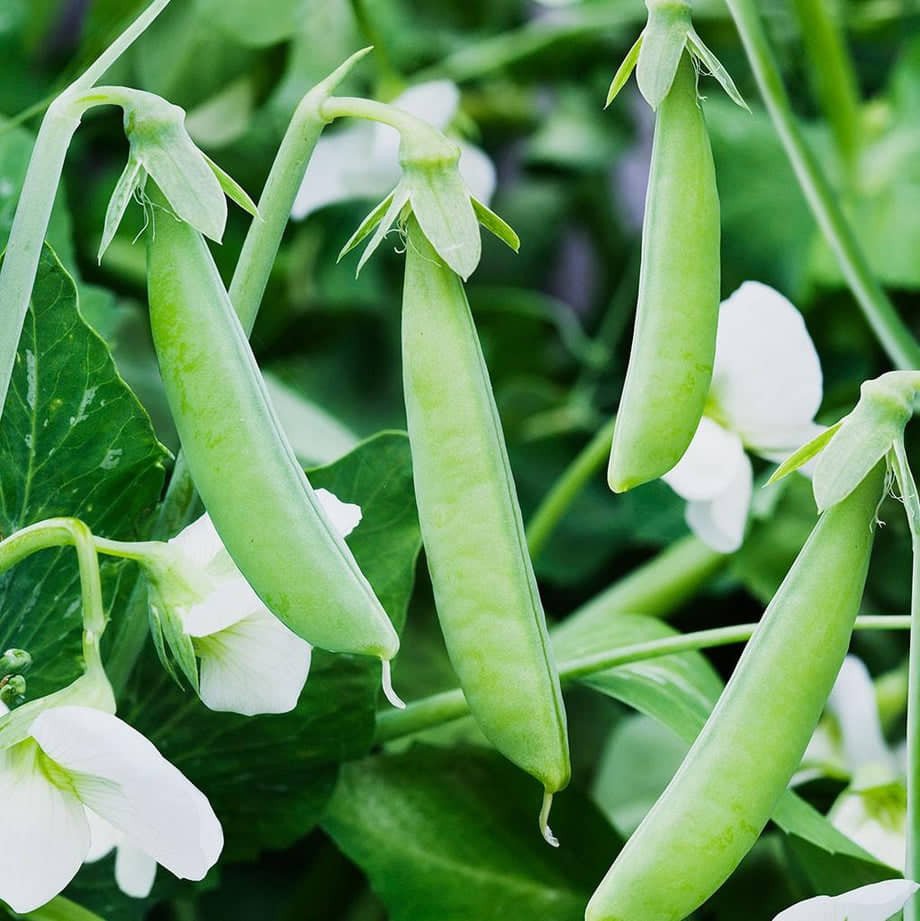Green Peas (Hare Mattar Ke Beej) Vegetable Seeds Pack Of 30 | Organic | for Planting in Home Kitchen Terrace Balcony Gardening
