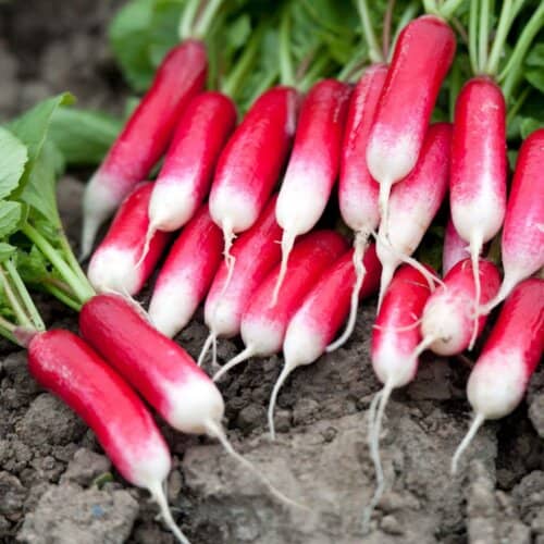 Jignisha Seeds Organic Red Radish Vegetable ( 50 Seeds )
