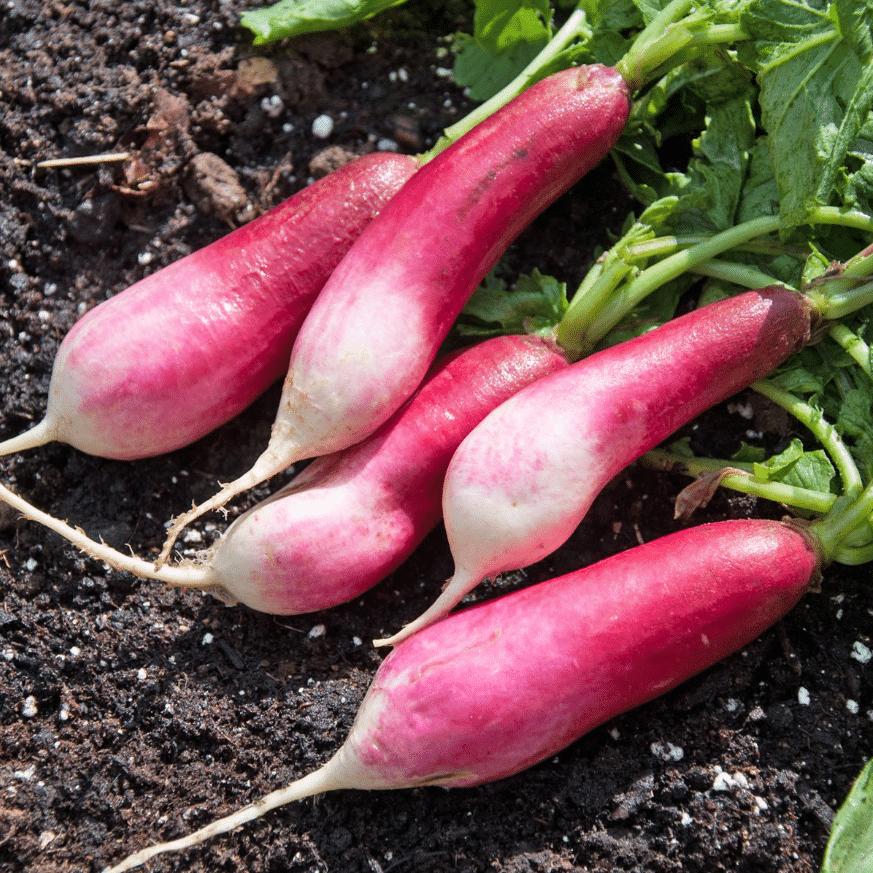     			Red Radish long Vegetable Seeds Pack Of 50 | Organic | for Planting in Home Kitchen Terrace Balcony Gardening