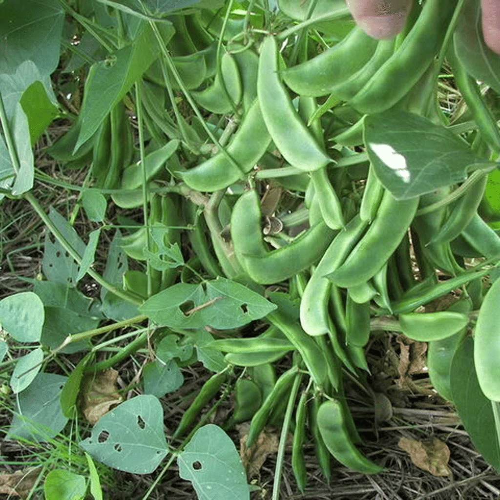Green Peas (Surti Papdi Ke Beej) Vegetable Seeds Pack Of 30 | Organic | for Planting in Home Kitchen Terrace Balcony Gardening