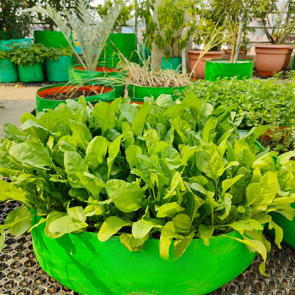 Jignisha Seeds Spinach Vegetable ( 200 Seeds ) Jignisha Seeds Spinach Vegetable ( 200 Seeds )