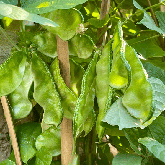 Jignisha Seeds Surti Papdi Vegetable ( 30 Seeds ) Jignisha Seeds Surti Papdi Vegetable ( 30 Seeds )