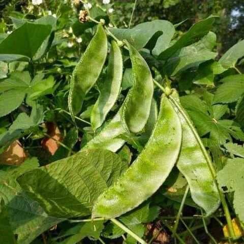     			Jignisha Seeds Surti Papdi Vegetable ( 30 Seeds )