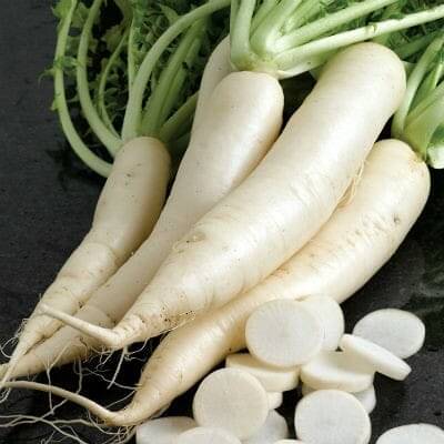 Jignisha Seeds White Radish Vegetable ( 500 Seeds )     			Jignisha Seeds White Radish Vegetable ( 500 Seeds )