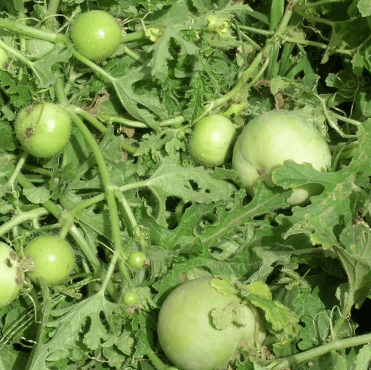 Jignisha Seeds Hybrid Indian Round Gourd Vegetable ( 50 Seeds ) Jignisha Seeds Hybrid Indian Round Gourd Vegetable ( 50 Seeds )