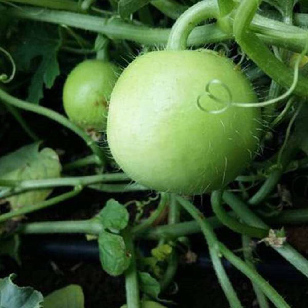 Jignisha Seeds Hybrid Indian Round Gourd Vegetable ( 50 Seeds ) Jignisha Seeds Hybrid Indian Round Gourd Vegetable ( 50 Seeds )