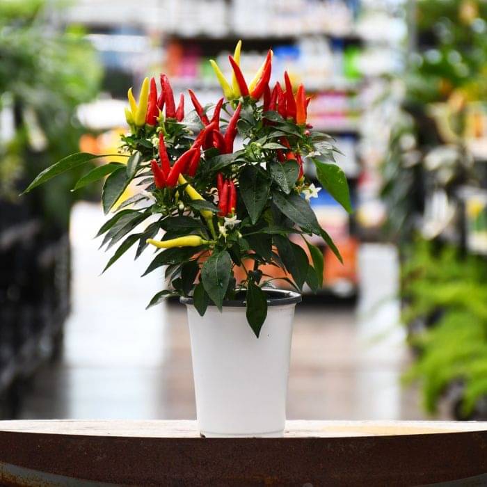     			Jignisha Seeds Hybrid Ornamental Chilli Vegetable ( 50 Seeds )