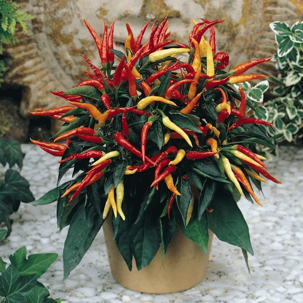Ornamental Chilli (Suryamukhi Mirchi Ke Beej) Vegetable Seeds Pack Of 50 | Organic | for Planting in Home Kitchen Terrace Balcony Gardening Ornamental Chilli (Suryamukhi Mirchi Ke Beej) Vegetable Seeds Pack Of 50 | Organic | for Planting in Home Kitchen Terrace Balcony Gardening