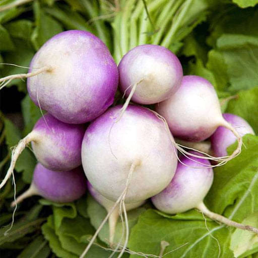 Jignisha Seeds Hybrid Shalgam Vegetable ( 50 Seeds ) Jignisha Seeds Hybrid Shalgam Vegetable ( 50 Seeds )