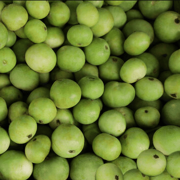 Jignisha Seeds Indian Round Gourd Vegetable ( 50 Seeds ) Jignisha Seeds Indian Round Gourd Vegetable ( 50 Seeds )