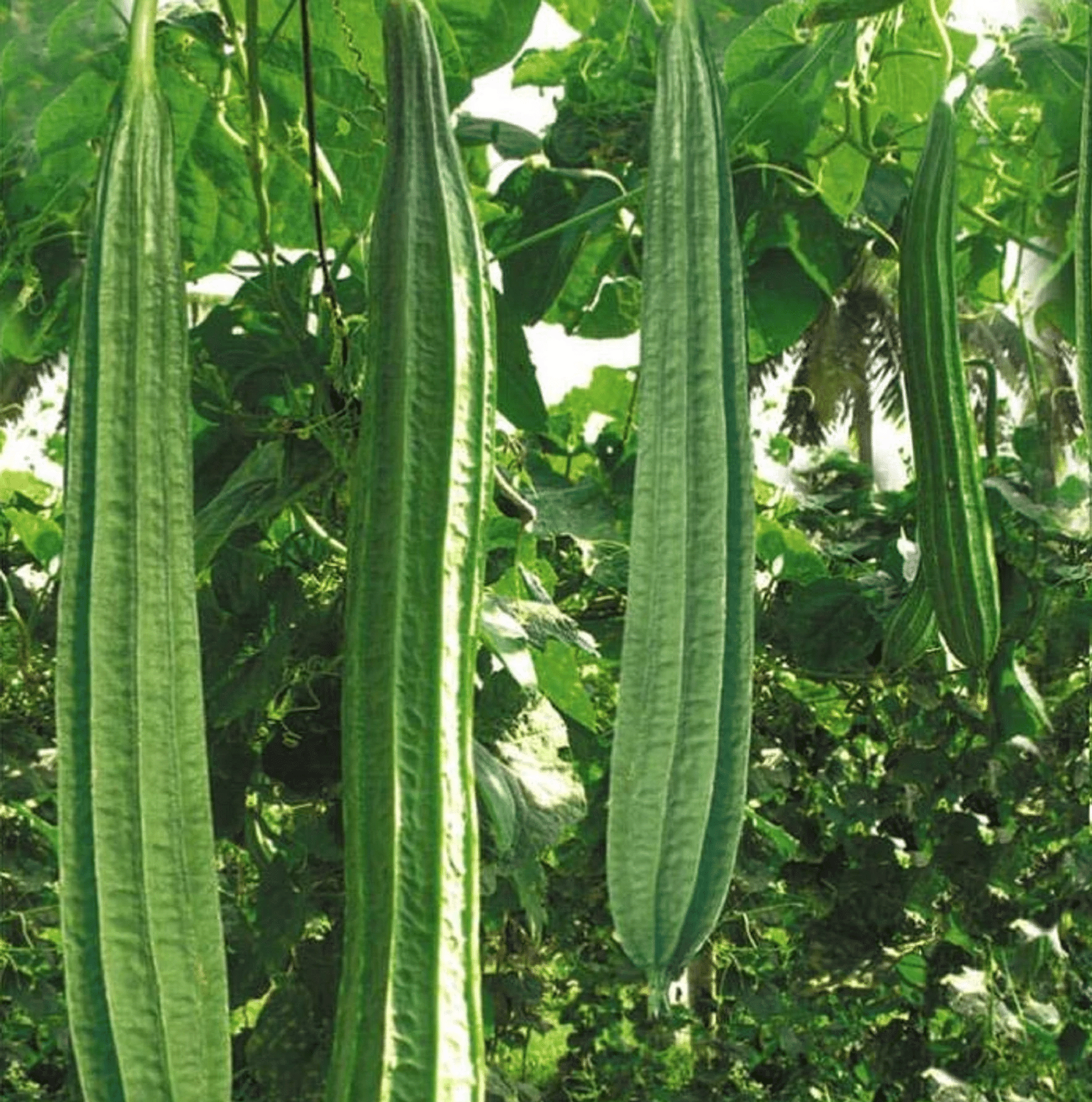     			Ridge Gourd Jaipur Long, Turee seeds, Cucurbits Vegetable 20 Seeds