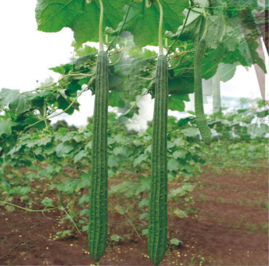 Jignisha Seeds Turai Vegetable ( 30 Seeds ) Jignisha Seeds Turai Vegetable ( 30 Seeds )