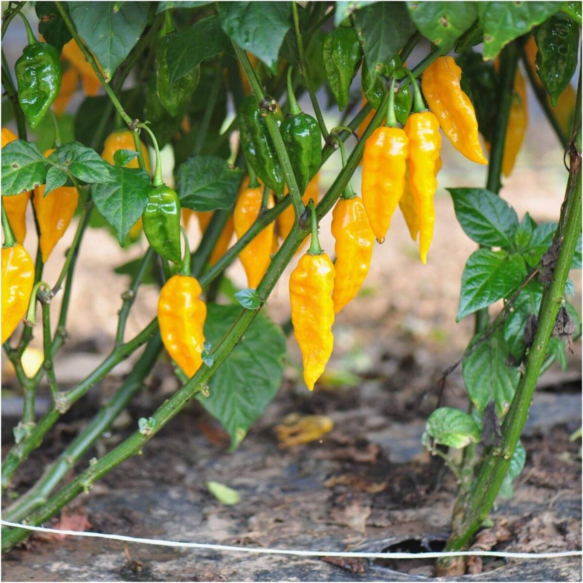     			Jignisha Seeds Yellow Ghost Chilli Vegetable ( 30 Seeds )
