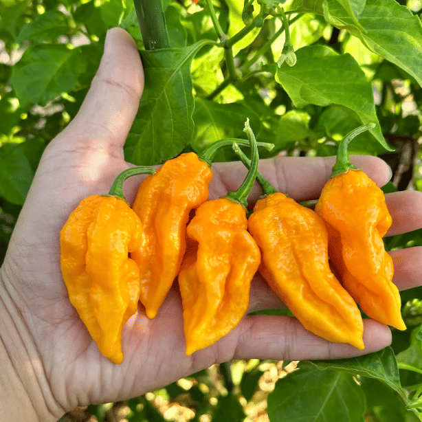     			Jignisha Seeds Yellow Ghost Chilli Vegetable ( 30 Seeds )