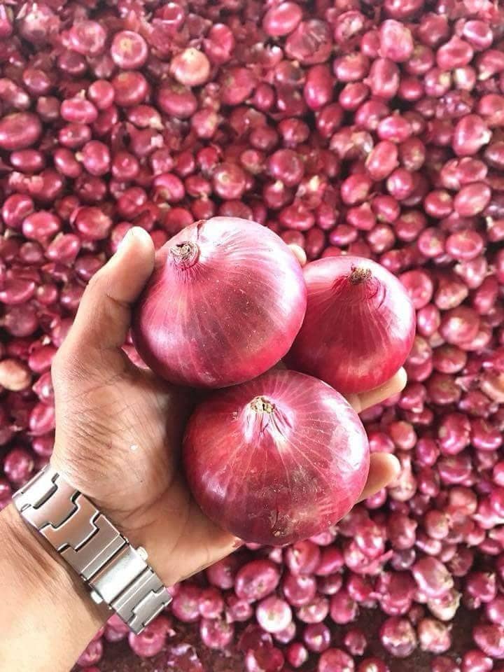 LiveNature Organic Red Onion Vegetable ( 1000 Seeds )