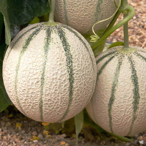 Jignisha Seeds Hybrid Kharbooja Fruit ( 30 Seeds ) Jignisha Seeds Hybrid Kharbooja Fruit ( 30 Seeds )