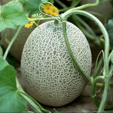     			Jignisha Seeds Hybrid Kharbooja Fruit ( 30 Seeds )