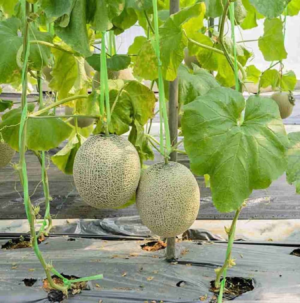 Jignisha Seeds Hybrid Muskmelon Fruit ( 30 Seeds ) Jignisha Seeds Hybrid Muskmelon Fruit ( 30 Seeds )