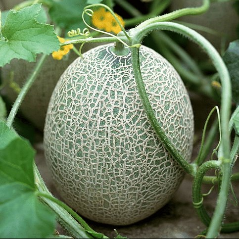     			Jignisha Seeds Hybrid Muskmelon Fruit ( 30 Seeds )