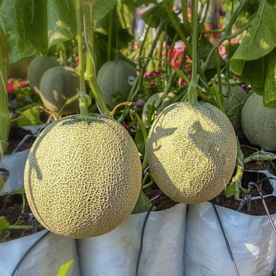 Jignisha Seeds Hybrid Muskmelon Fruit ( 30 Seeds ) Jignisha Seeds Hybrid Muskmelon Fruit ( 30 Seeds )