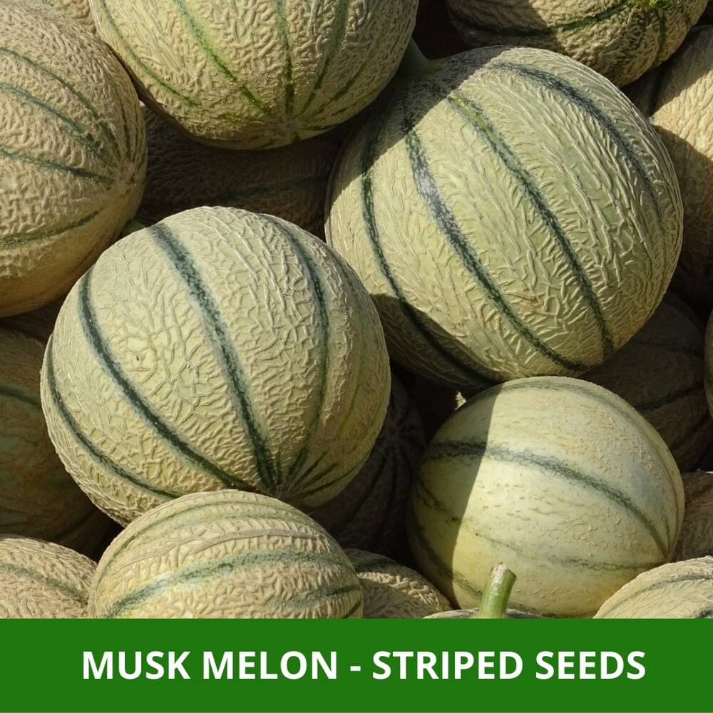     			Jignisha Seeds Hybrid Muskmelon Fruit ( 30 Seeds )
