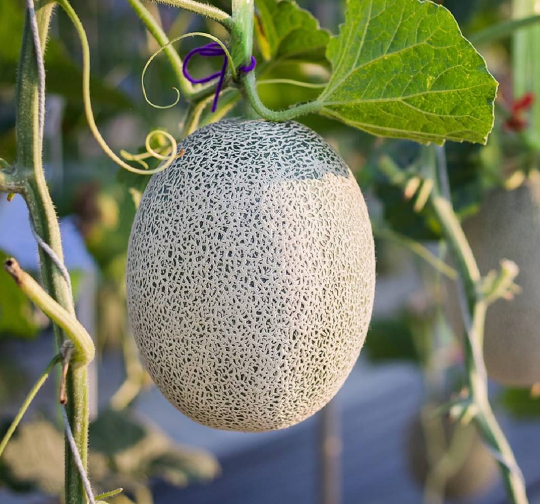 Jignisha Seeds Organic Muskmelon Fruit ( 30 Seeds ) Jignisha Seeds Organic Muskmelon Fruit ( 30 Seeds )