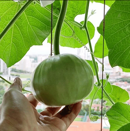 Jignisha Seeds Apple Gourd Vegetable ( 50 Seeds ) Jignisha Seeds Apple Gourd Vegetable ( 50 Seeds )